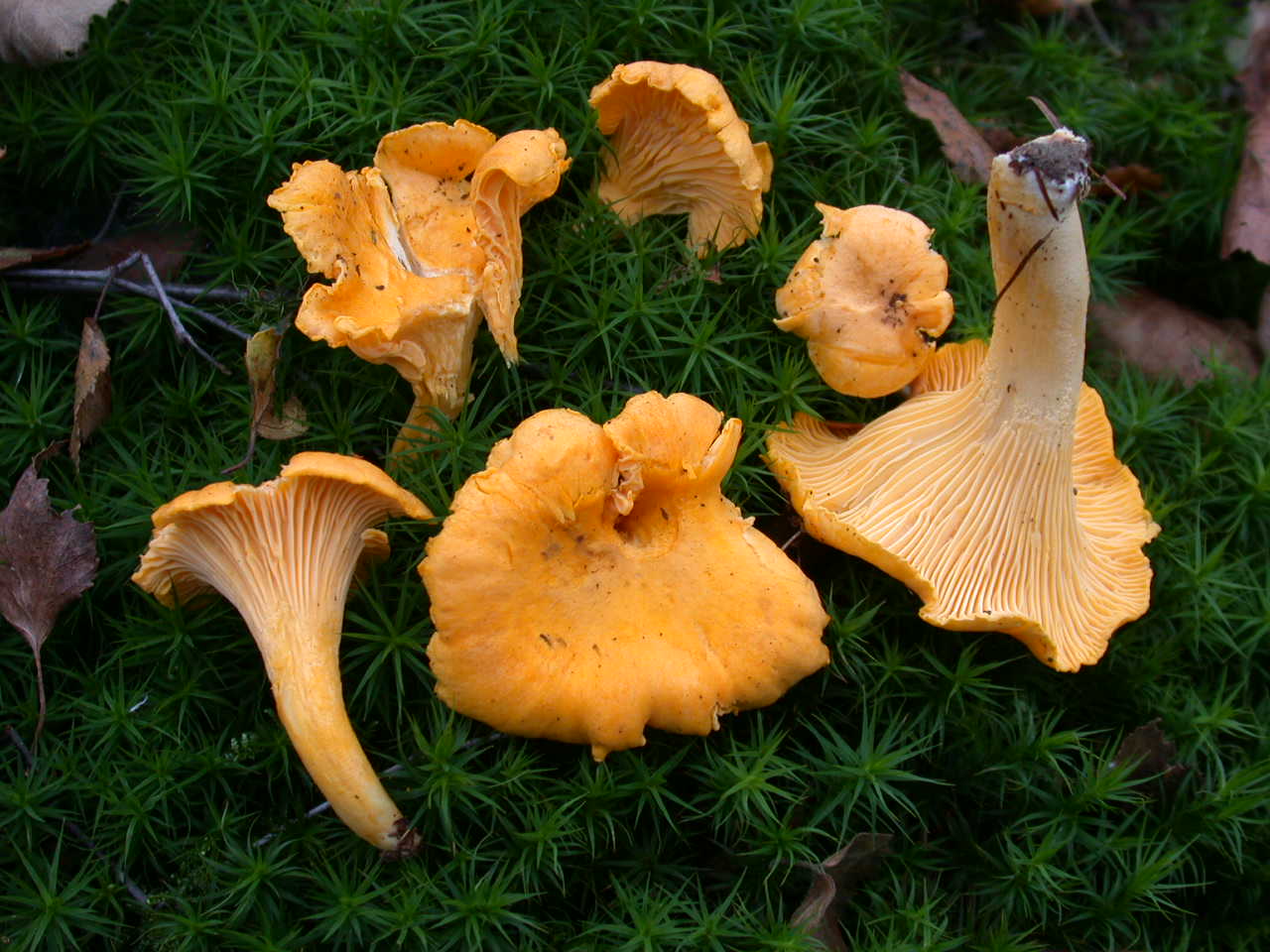 Funghi colorati ...oggi